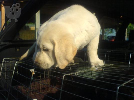 LABRADOR